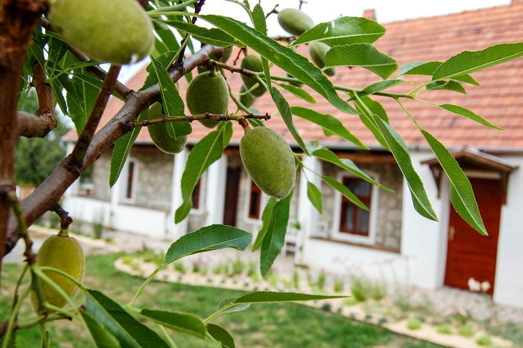 Vitamin B63 Vendeghaz Boldogkovaralja Exteriér fotografie