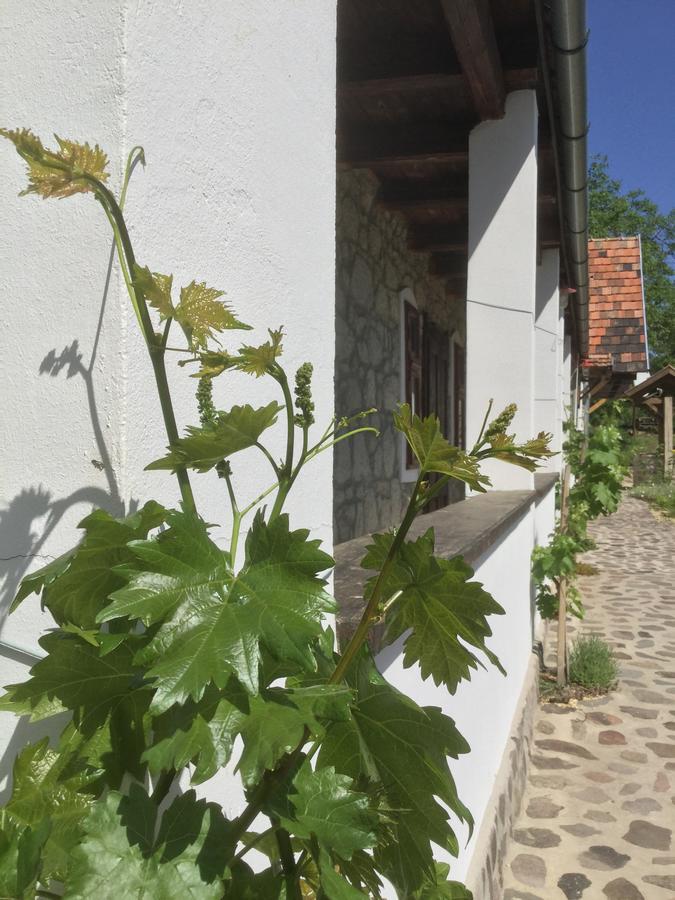 Vitamin B63 Vendeghaz Boldogkovaralja Exteriér fotografie